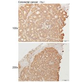 Solarbio K111623P Anti-TNFSF15 Polyclonal Antibody
