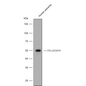 Solarbio K009918P Anti-PD-L1/CD274 Polyclonal Antibody