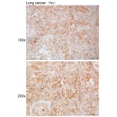 Solarbio K111750P Anti-ARSF Polyclonal Antibody