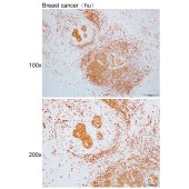 Solarbio K110579P Anti-POU2F1 Polyclonal Antibody