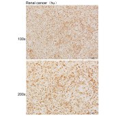 Solarbio K111444P Anti-UBXN8 Polyclonal Antibody
