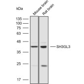 Solarbio K110560P Anti-SH3GL3 Polyclonal Antibody