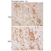 Solarbio K111972P Anti-CUL3 Polyclonal Antibody