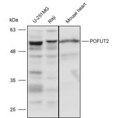 Solarbio K111469P Anti-POFUT2 Polyclonal Antibody