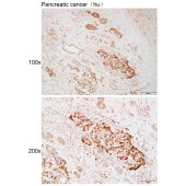 Solarbio K111970P Anti-TNFSF13B Polyclonal Antibody