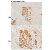 Solarbio K111456P Anti-SENP2 Polyclonal Antibody