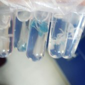 Solarbio G3061 GUS染色试剂盒(即用型)