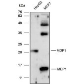 Solarbio K111693P Anti-MDP1 Polyclonal Antibody