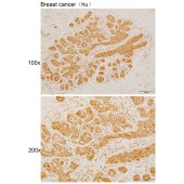 Solarbio K111488P Anti-VCP Polyclonal Antibody