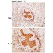 Solarbio K111707P Anti-FBXO6 Polyclonal Antibody
