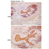 Solarbio K111719P Anti-TWF1 Polyclonal Antibody