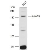 Solarbio K111447P Anti-AKAP9 Polyclonal Antibody