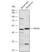 Solarbio K111701P Anti-NR1D2 Polyclonal Antibody