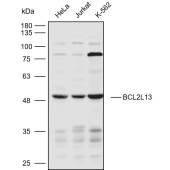 Solarbio K110562P Anti-BCL2L13 Polyclonal Antibody