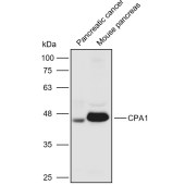 Solarbio K110955P Anti-CPA1 Polyclonal Antibody