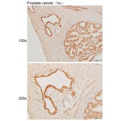 Solarbio K111410P Anti-DHX15 Polyclonal Antibody