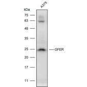 Solarbio K111716P Anti-GFER Polyclonal Antibody