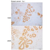 Solarbio K110838P Anti-MCM7 Polyclonal Antibody