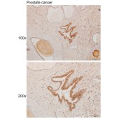 Solarbio K111233P Anti-THOC7 Polyclonal Antibody