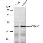 Solarbio K111283P Anti-SEMA3F Polyclonal Antibody