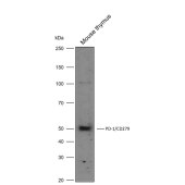 Solarbio K009917P Anti-PD-1/CD279 Polyclonal Antibody