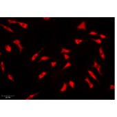 Solarbio S1068 Solar Fluor 647 琥珀酰亚胺酯