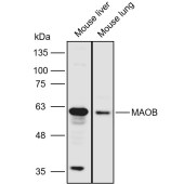 Solarbio K110964P Anti-MAOB Polyclonal Antibody