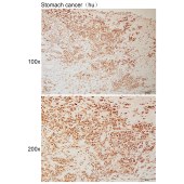 Solarbio K110596P Anti-ELMOD3 Polyclonal Antibody
