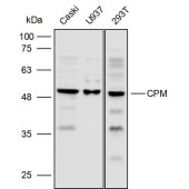 Solarbio K111776P Anti-CPM Polyclonal Antibody