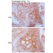 Solarbio K111649P Anti-NPL Polyclonal Antibody