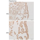 Solarbio K111851P Anti-CYTL1 Polyclonal Antibody