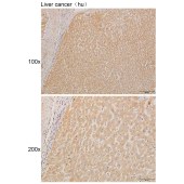 Solarbio K111263P Anti-CASP12 Polyclonal Antibody
