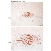 Solarbio K112111P Anti-DXO Polyclonal Antibody