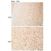 Solarbio K111103P Anti-NPAS4 Polyclonal Antibody
