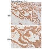 Solarbio K111941P Anti-GPR176 Polyclonal Antibody