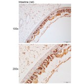 Solarbio K111743P Anti-MUCL3 Polyclonal Antibody