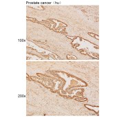 Solarbio K111902P Anti-DHRS7 Polyclonal Antibody