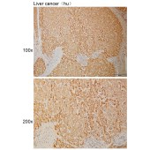 Solarbio K110963P Anti-PILRB Polyclonal Antibody