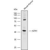 Solarbio K110556P Anti-AZIN1 Polyclonal Antibody