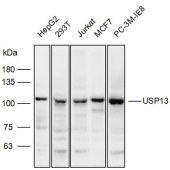 Solarbio K111883P Anti-USP13 Polyclonal Antibody