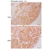 Solarbio K111919P Anti-NRBP1 Polyclonal Antibody