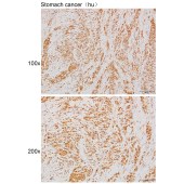 Solarbio K111641P Anti-RFC1 Polyclonal Antibody