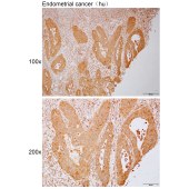 Solarbio K112115P Anti-NFU1 Polyclonal Antibody