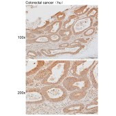 Solarbio K111940P Anti-MRPL23 Polyclonal Antibody