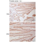 Solarbio K111020P Anti-H2BC11 Polyclonal Antibody