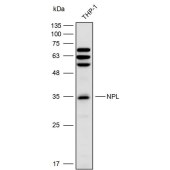 Solarbio K111649P Anti-NPL Polyclonal Antibody
