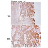 Solarbio K112097P Anti-GLA Polyclonal Antibody
