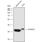 Solarbio K111748P Anti-MTARC2 Polyclonal Antibody