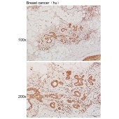 Solarbio K111245P Anti-CEP20 Polyclonal Antibody