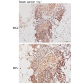 Solarbio K111495P Anti-MCM4 Polyclonal Antibody